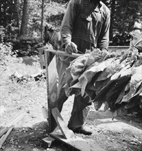 Stringing tobacco, Granville County, North Carolina, 1939. Creator: Dorothea Lange.