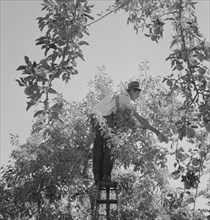 Harvesting pears requires agility and balance, Yakima Valley, Wahington, 1939. Creator: Dorothea Lange.