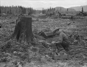 Farmer preparing to blow tamarack stump, Bonner County, Idaho, 1939. Creator: Dorothea Lange.