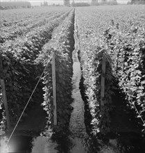 Possibly: Beanfield showing irrigation, near West Stayton, Marion County, Oregon, 1939. Creator: Dorothea Lange.
