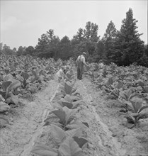 Children helping father, tobacco sharecropper..., Person County, North Carolina, 1939. Creator: Dorothea Lange.