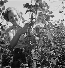 Local high school girl, who picks beans..., near West Stayton, Marion County, Oregon, 1939. Creator: Dorothea Lange.