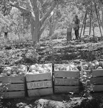 Harvesting pears, Pleasant Hill Orchards. Washington, Yakima Valley. See general caption number 34.