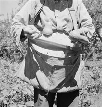 Picker demonstrates how pears are ringed. Washington, Yakima Valley. See general caption number 34.