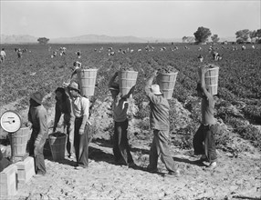 Pea pickers line up on edge of field at weigh scale. Near Calipatria, Imperial County, California.