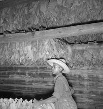 Son of sharecropper and sub tenant hanging up strung tobacco inside barn. Shoofly, North Carolina.