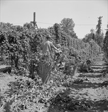[Untitled, possibly related to: Migratory field workers in hop field. Near Independence, Oregon].