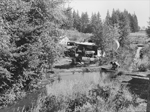 One of a dozen or more small bean pickers camps in immediate vicinity. Near West Stayton, Oregon.