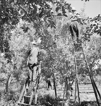 Picking pears. Pleasant Hill Orchards. Washington, Yakima Valley. See general caption number 34.