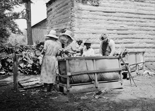 Families stringing tobacco brought in from the field by sled. Granville County, North Carolina.