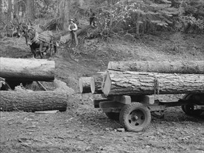 Members of Ola self-help sawmill co-op snaking a fir log down to the truck. Gem County, Idaho.