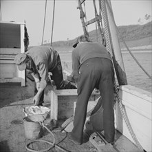On board the fishing boat Alden, out of Glocester, Massachusetts. Fishermen cleaning mackerel.