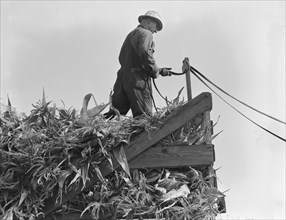 One of the eight cooperating farmers drive loaded wagons to the silo. Yamhill County, Oregon.