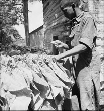 [Untitled, possibly related to: Tobacco strung on sticks. Granville County, North Carolina].