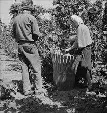 Oregon. Polk County, near Independence. Migratory hop pickers, man and wife, work together.