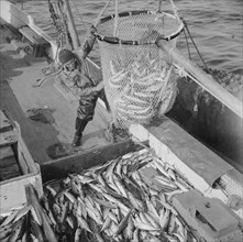 Large dip net transferring mackerel from nets to the Alden deck. Gloucester, Massachusetts.