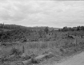 Western Washington, Thurston County, Michigan Hill. Another stump farm near Arnold place.