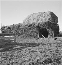 Two-year old barn, sage bush thatched (name: Hull). Dead Ox Flat, Malheur County, Oregon.