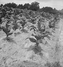 Part of Zollie Lyon's tobacco, nearly ready for priming. Wake County, North Carolina.