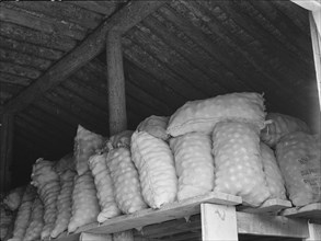 Fifty-pound bags of onions in storage shed, ready for market. Malheur County, Oregon.