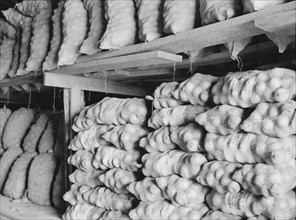 Fifty-pound bags of onions in storage shed, ready for market. Malheur County, Oregon.
