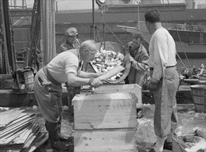 New York, New York. Dock stevedores packing and icing fish at the Fulton fish market.