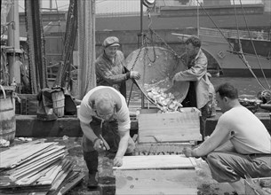 New York, New York. Dock stevedores packing and icing fish at the Fulton fish market.