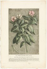 The Periwinkle of Java, from Collection of Usual, Curious, and Foreign Plants, 1767.