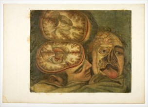 Cranial Dissection, plate five from Anatomy of the Head, in Printed Paintings, 1748.