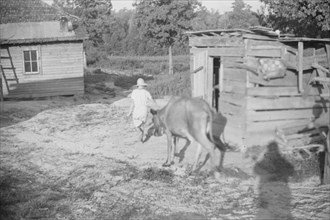 Squeakie Burroughs and friend, Hale County, Alabama. [Lucille Burroughs with calf].