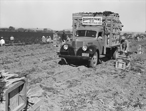 Loading carrots in the field near Holtville, California. [Sign: 'Dorman Farms Co'].