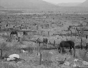 Horses pasturing among stumps and snags. Priest River Valley, Bonner County, Idaho.