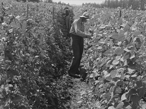 Migratory bean pickers, came from Dakota. Oregon, Marion County, near West Stayton.