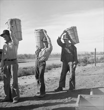 Pea pickers coming in from field to the weigh master. Imperial Valley, California.