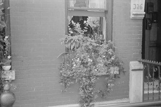New York, New York. 61st Street between 1st and 3rd Avenues. Flowers in a window.