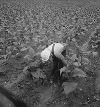 White sharecropper priming tobacco early in the morning. Shoofly, North Carolina.