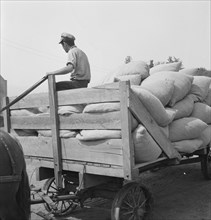 Hop, transported from field to kiln. Near Grants Pass, Josephine County, Oregon.