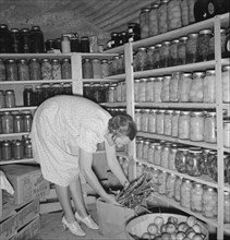 Mrs. Botner arranging her storage cellar. Nyssa Heights, Malheur County, Oregon.