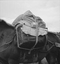 Pack animal coming down from summer sheep camp. Note hitch. Adams County, Idaho.