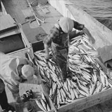 Mackerel fishing, Gloucester, Massachusetts. Raking mackerel into the ice hole.