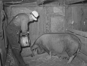 Mr. Bosley of Bosley reorganization unit, Baca County, Colorado, feeding a sow.