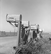 Mail boxes of lettuce workers. Settlement on outskirts of Salinas, California.