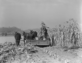 Cutting the corn on the Miller farm near West Carlton, Yamhill County, Oregon.