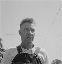 Hop picker, once Nebraska farm owner. Near Independence, Polk County, Oregon.