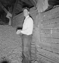 Potatoes in storage cellar at end of season. Merrill, Klamath County, Oregon.