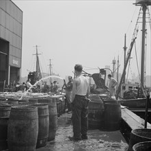 New York, New York. Watering fish at the Fulton fish market with brine water.