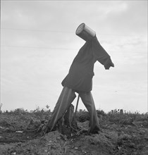 Scarecrow on a newly cleared field with stumps near Roxboro, North Carolina.