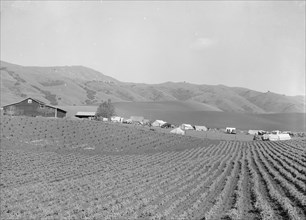 Ranch camp for pea pickers. Near Milpitas, Santa Clara County, California.