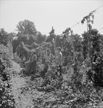 View of hop yard, pickers at work. Near Independence, Polk County, Oregon.