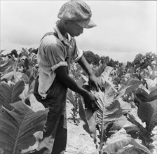 Son of Negro sharecropper "worming" tobacco. Wake County, North Carolina.